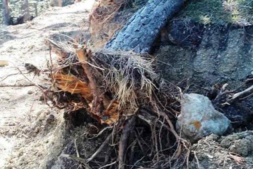 Isparta Tota ormanlarındaki ağaç katliamı tepki çekti