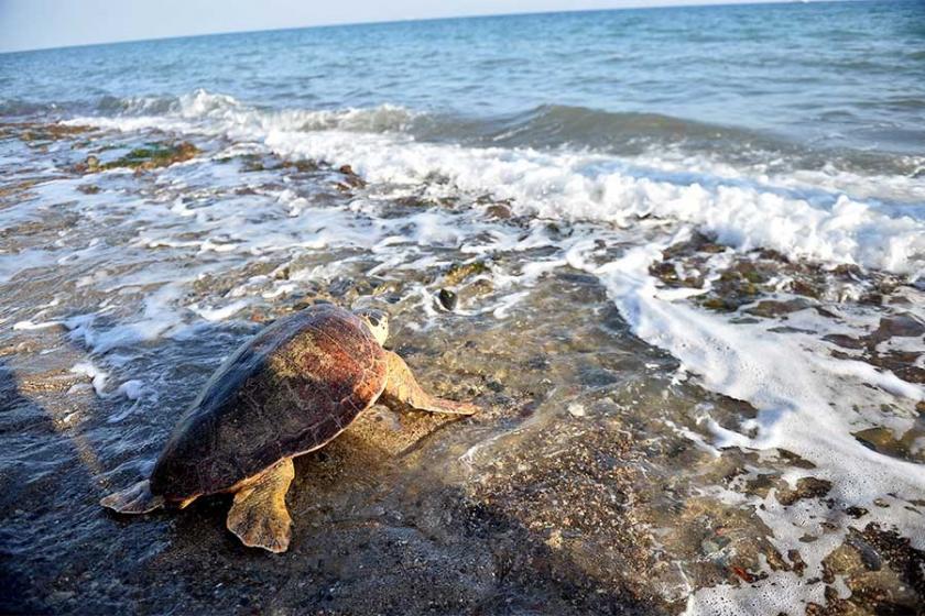 Mersin'de tedavi edilen deniz kaplumbağaları suya bırakıldı