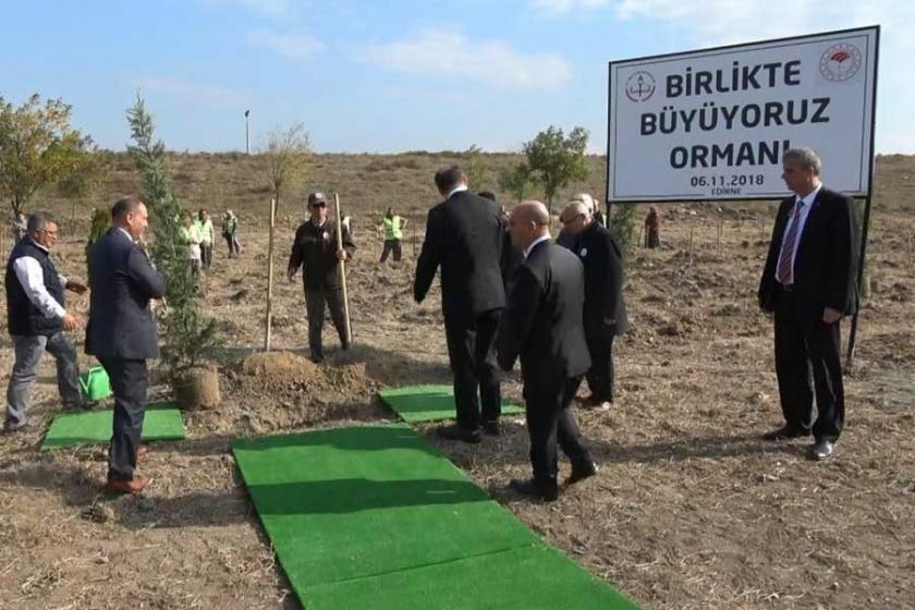 Fidan dikme etkinliğinde toz kalkmasın diye araziye halı serdiler