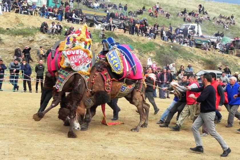 HAYTAP, Çiğli'deki Deve Güreşleri Festivali'nin iptalini istedi