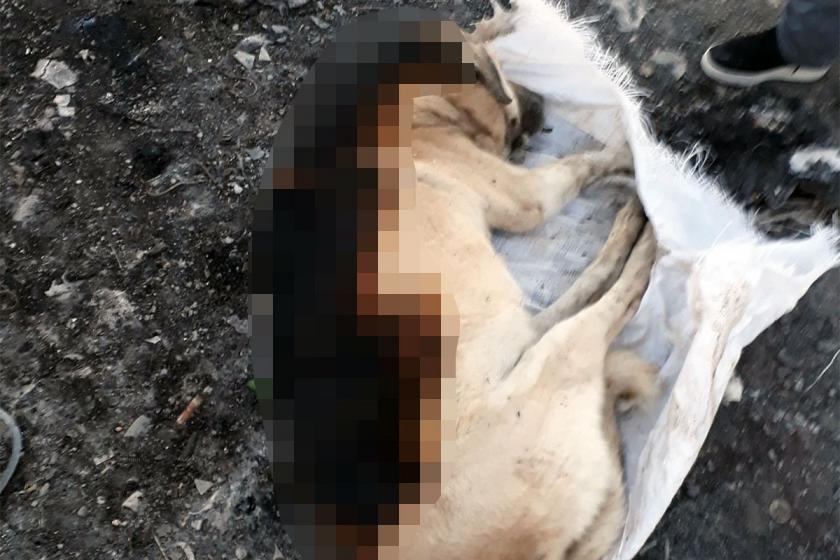 Konya’da çuval içinde yakılmış köpek bulundu