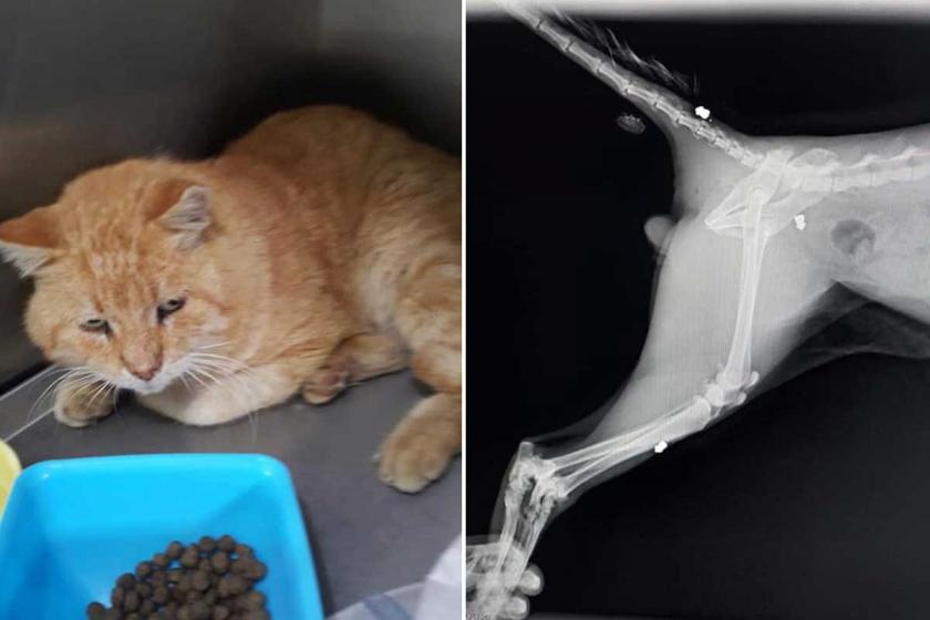 Bodrum�da bir kedi havalı tüfekle vuruldu
