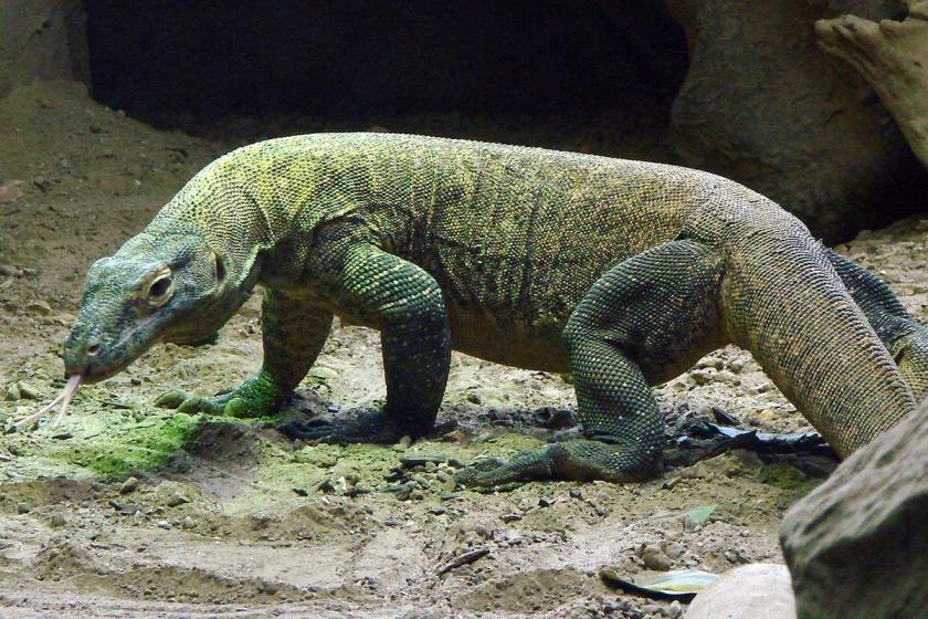 41 Komodo ejderi, kaçakçıların elinden kurtarıldı