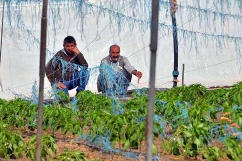 Tarım politikası bir avuç insanın çıkarına uyuyor: Üretici borçlu, seralar boş