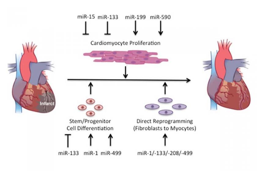 MikroRNA temelli kalp krizi tedavisi