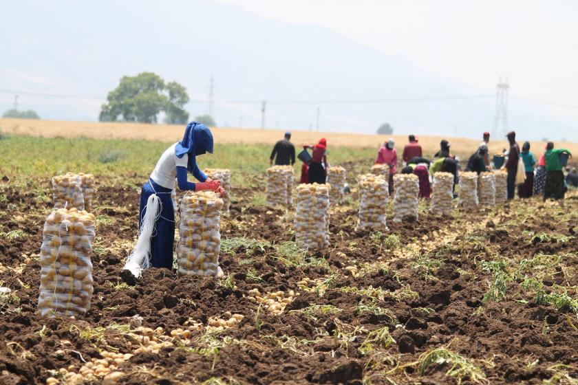 Hükümetin sıfır vergili ithalatı patates üreticisini vuruyor