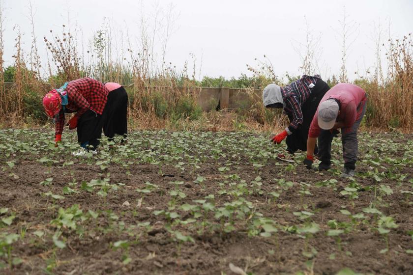 Günlük 62 lira yevmiyeyle çalışan mevsimlik tarım işçileri: Yetmiyor