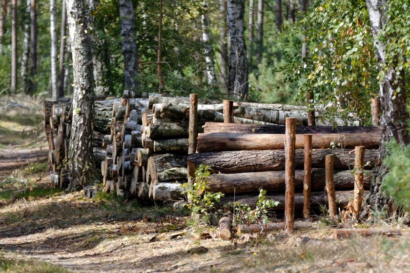 Muğla'da kestiği ağacın altında kalan işçi öldü