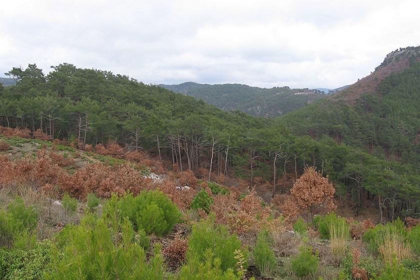 Ekoloji BirliÄŸi: KirazlÄ± altÄ±n madeni projesi acilen durdurulsun