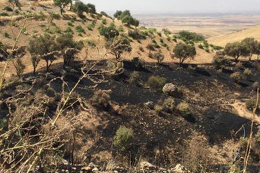 Mardin'deki tarihi Deyrulzafaran Manastırı'nın bahçesindeki ağaçlar kül oldu