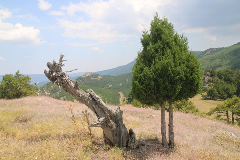 Murat Dağı havamız, suyumuz, gıdamız: Sahipsiz bırakmayalım