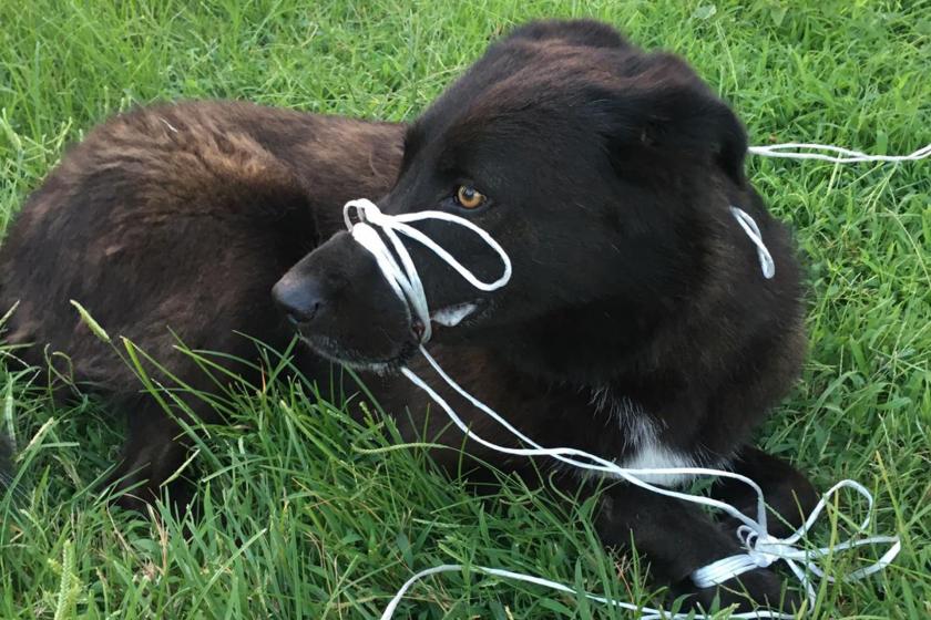 Köpeğin ayağını ve ağzını bağlayıp, ölüme terk ettiler