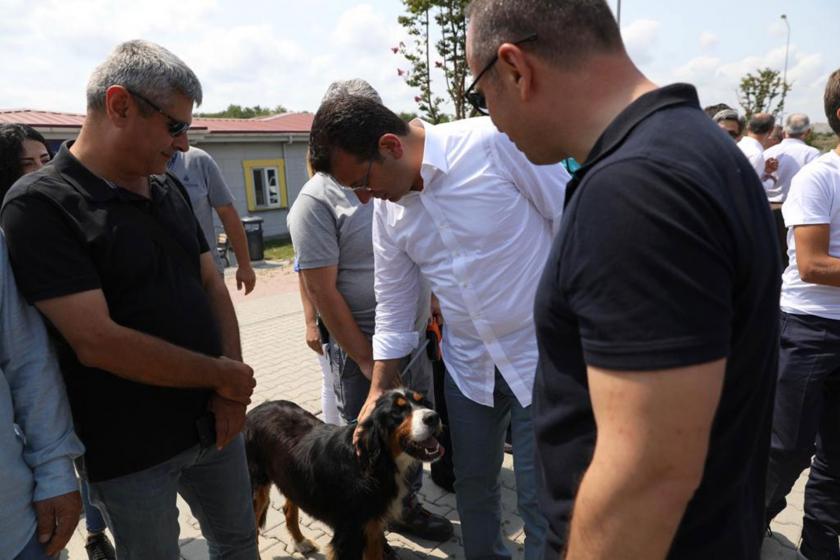 İBB Başkanı İmamoğlu'ndan sokakta yaşayan hayvanlar için talimat