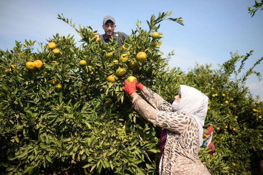 Mandalina üreticisi dertli: Her yıl üretim maliyeti artıyor