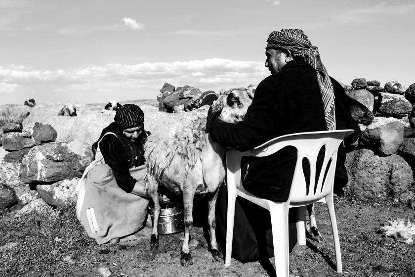 Koyunun sütünü sağan bir kadın ve koyunu turan sandalyeye oturmuş bir erkek.