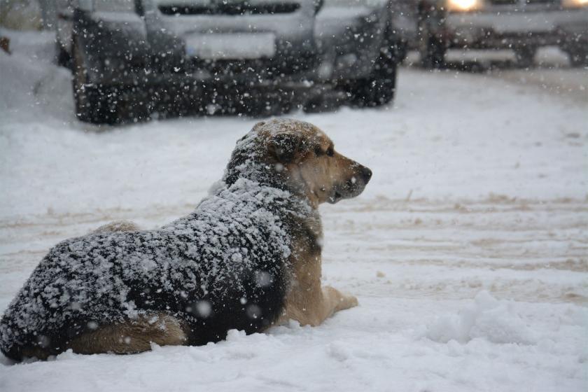 Kar yağışının sürdüğü bir anda, kaldırımda yatan köpek.