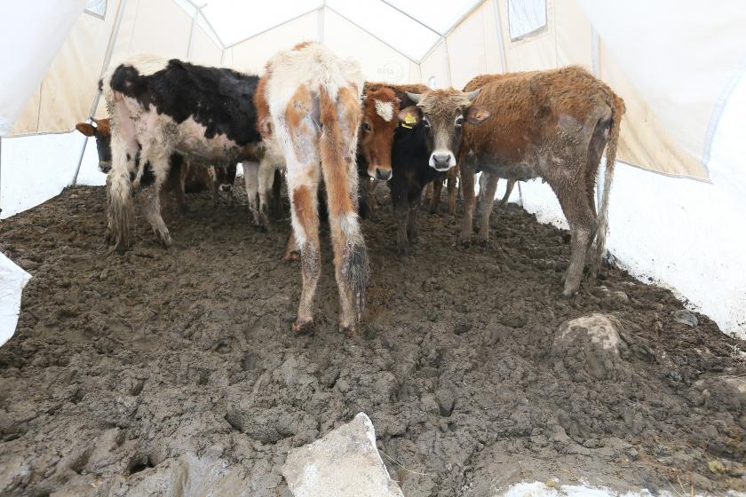 Van Başkale'deki depremde zarar görmüş hayvanlar