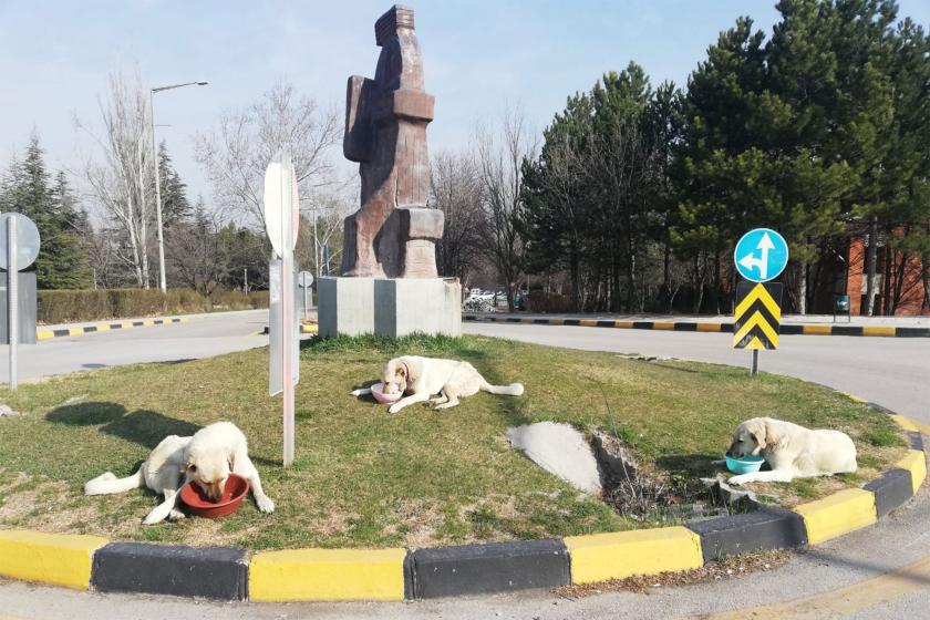 ODTÜ kampüste 3 tane köpek mama yiyor