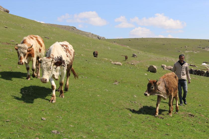 Ağrı'nın Patnos ilçesi Kızkapan köyünde birkaç büyükbaş hayvan ve sahibi.