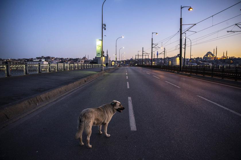 İstanbul Galata Köprüsü boş, yolda bir köpek yürüyor.