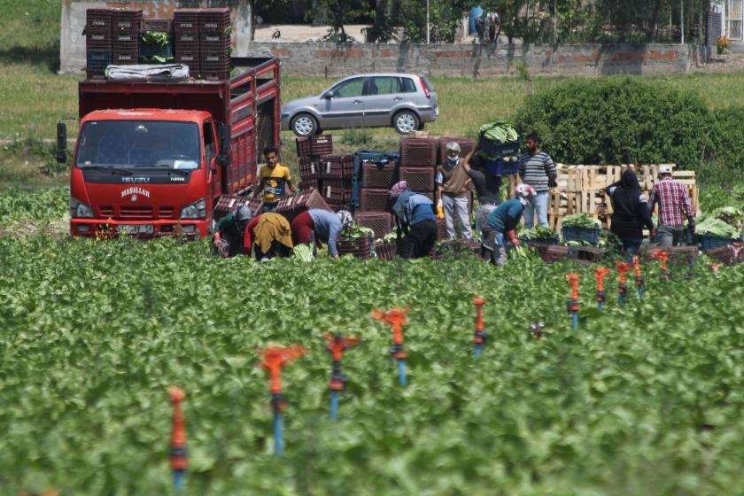 Mevsimlik tarım işçileri topladıkları ürünleri kasalara yerleştiriyor ve (solda) kamyon var