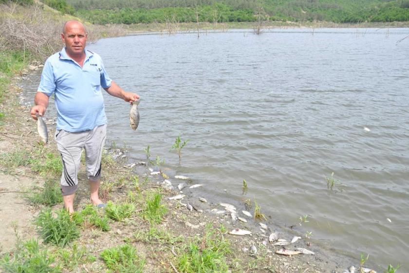 Tekirdağ'ın Çokal Barajı'nda balık ölümleri yaşandı