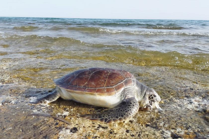 Karaya vuran deniz kaplumbağası