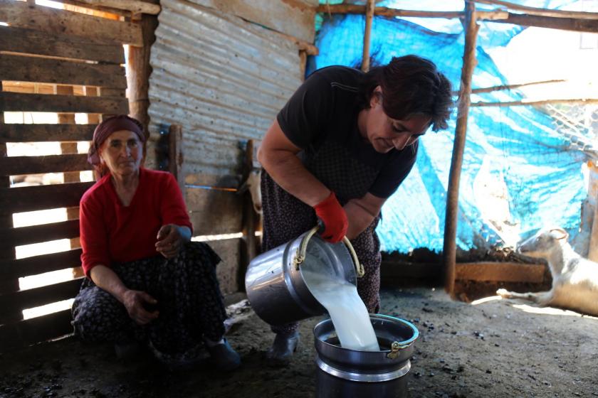 Sağdığı sütü kovaya boşaltan kadın