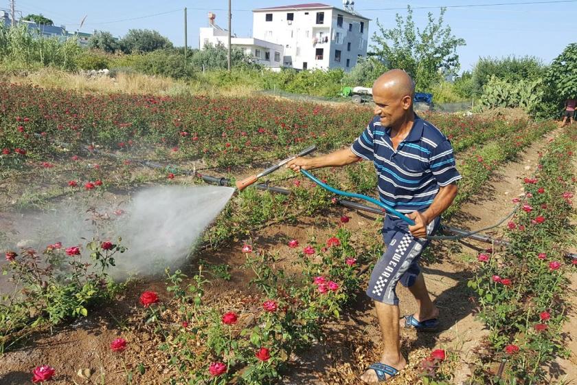 Gülleri sulayan üretici.