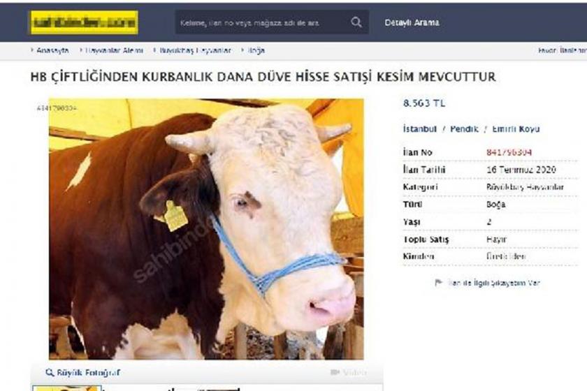 Sanal pazara koyulan büyükbaş fotoğrafı