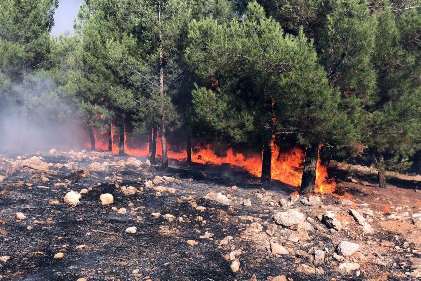 Urfa'da ormanlık alanda yangın çıktı