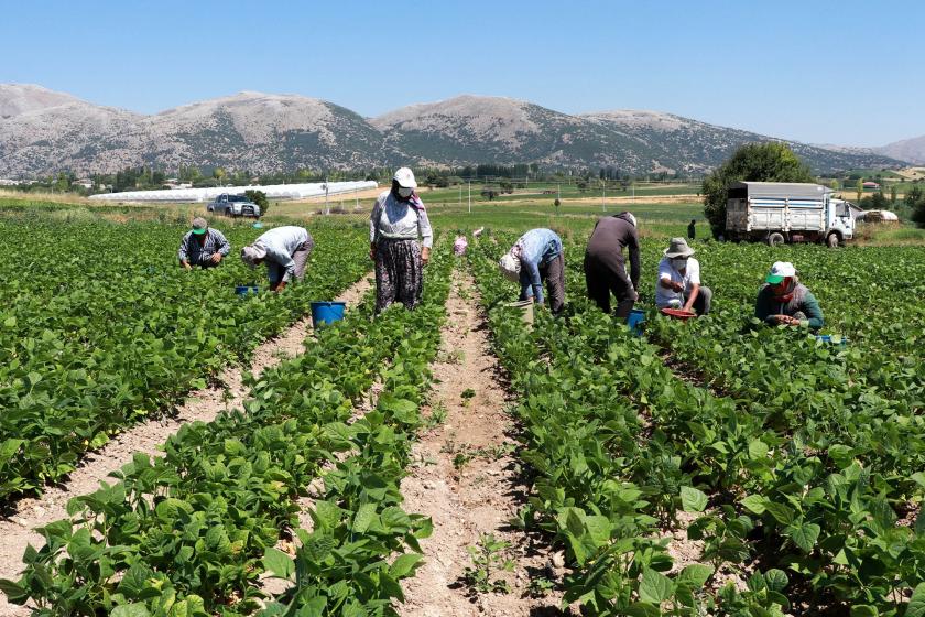 Burdur'da fasulye hasadından çalışan işçiler.