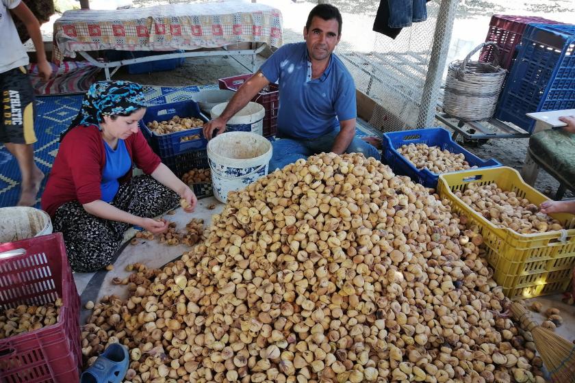 Kuru incir hasadı