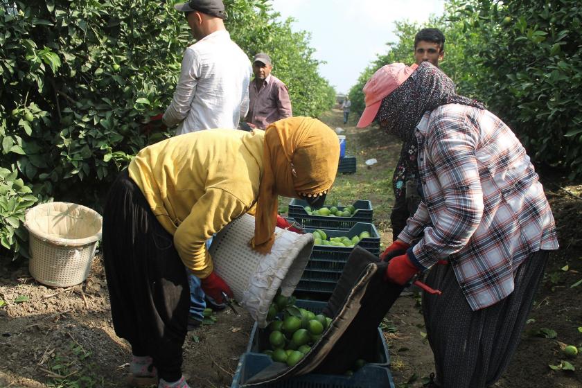 Tarım işçileri narenciye bahçesinde çalışırken.