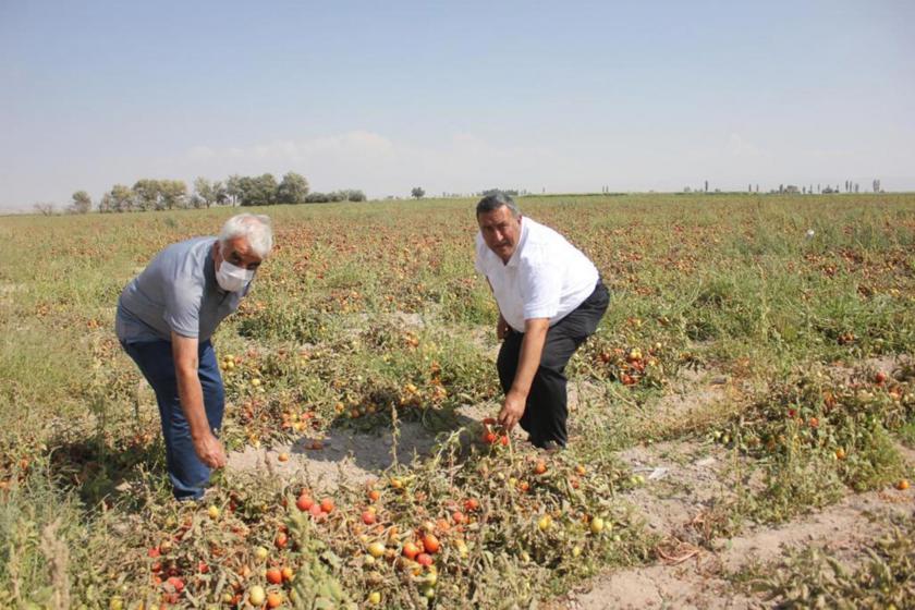 Ömer Fethi Gürer (sağda) domates tarlasında