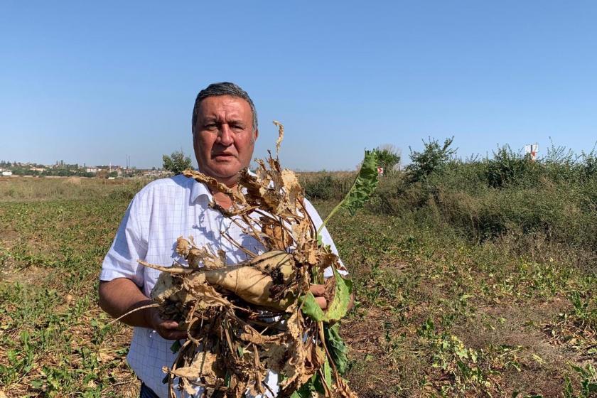 Ömer Fethi Gürer şeker pancarı tarlasında