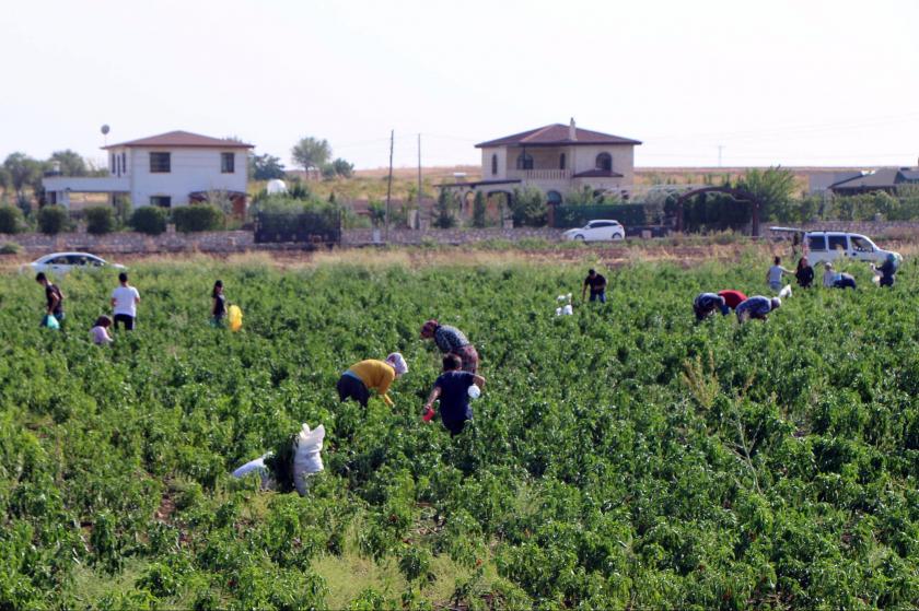 Adıyamanlı çiftçi Mahmut Akdağ'ın biber tarlası