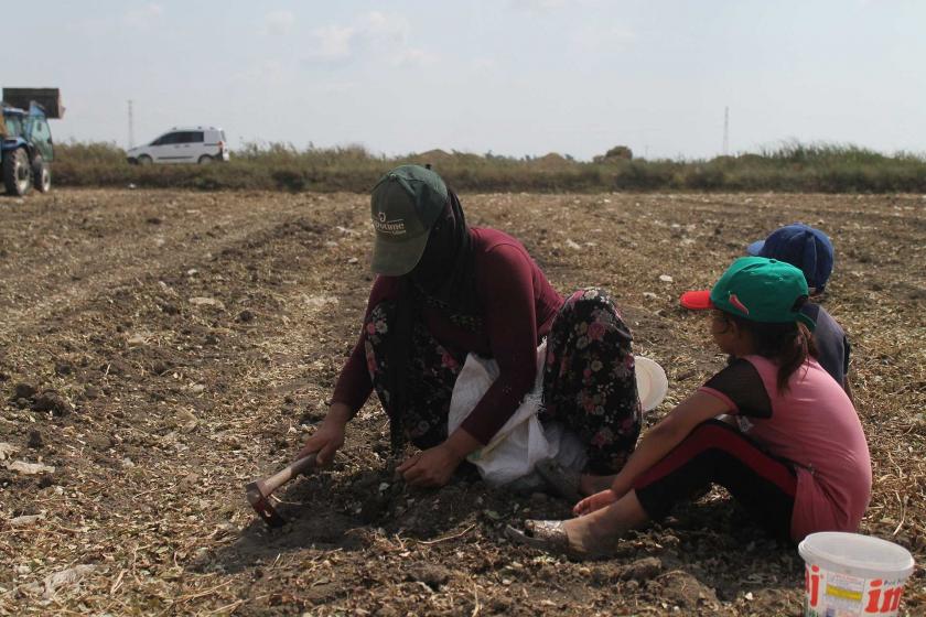 Tarım işçisi: Tarlada bayılırsam sadece bir bardak su veriyorlar