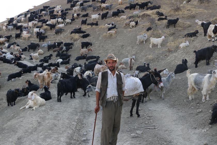 Fethi İnal ve otlayan hayvanları