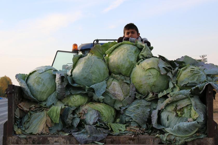 Van Erciş'te bir lahana üreticisinin çocuğu traktöre yığılı lahanaların üzerinde dururken.