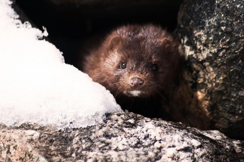 Bir vizon (Mink) fotoğrafı.