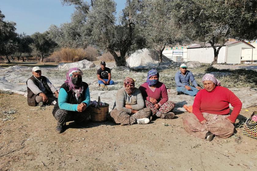 Zeytin toplayan tarım işçileri, önde 4 kadın işçi var