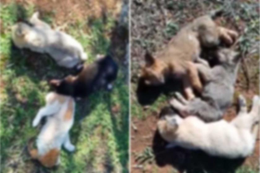 Antalya'da zehirlenerek öldürülen köpekler