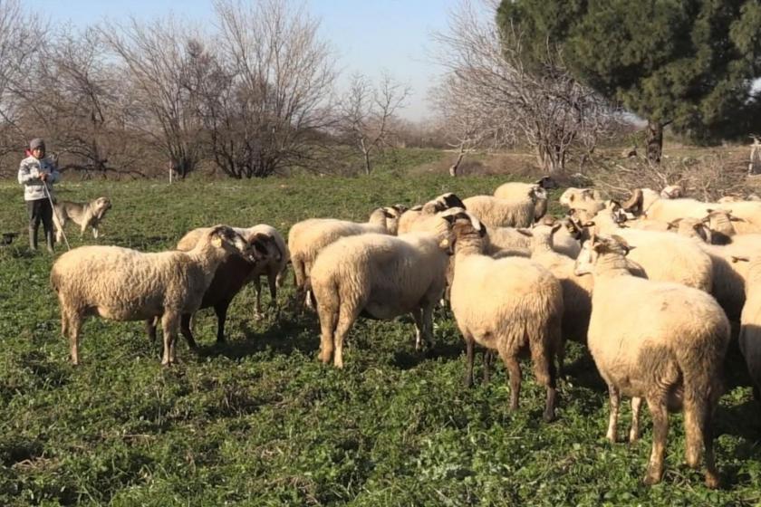 koyunlar ve başlarında bekleyen çocuk