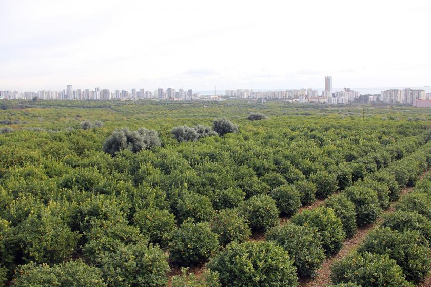 Mersin'de sanayi sitesi için 60 bin narenciye ağacı kesilmek isteniyor