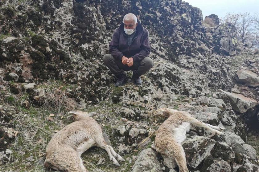 Dersim'de ölü bulunan dağ keçileri