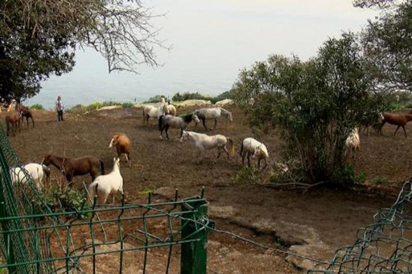 Adalar'dan Hatay’a gönderilen 99 atın kaybolmasıyla ilgili soruşturma başlatıldı