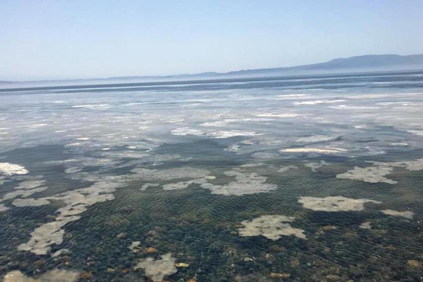 Marmara Denizi'nde yüzeyde biriken sümüksü tabaka birleşerek kıyıya vuruyor.