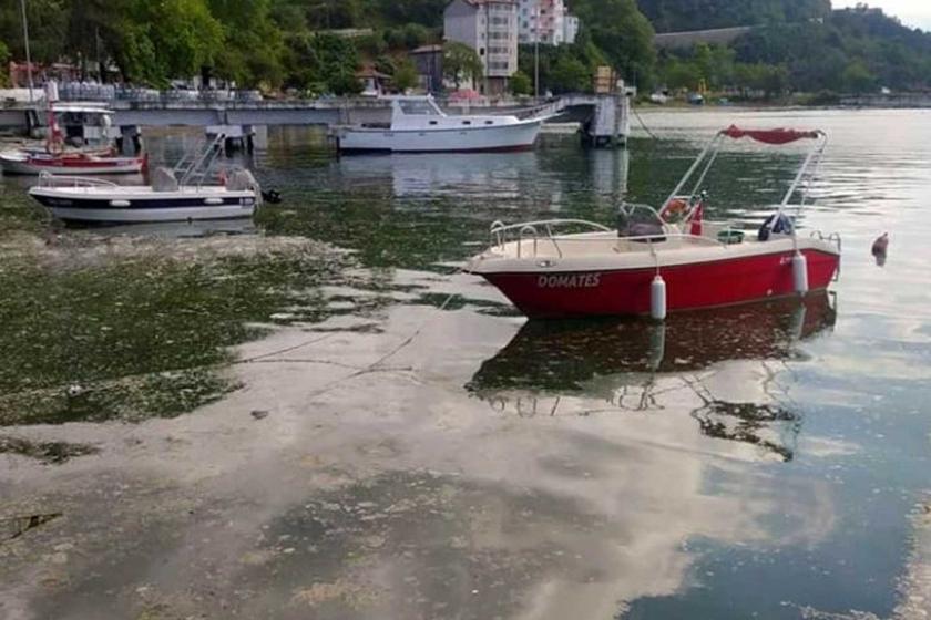 Karadeniz'de de görülen deniz salyası.