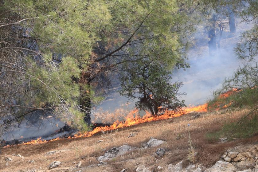 Urfa Direkli’de orman yangını çıktı